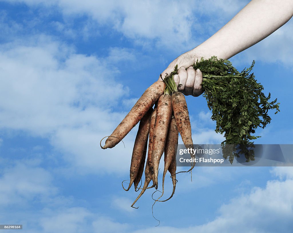 Close-up of hand holding a bunch of carrots