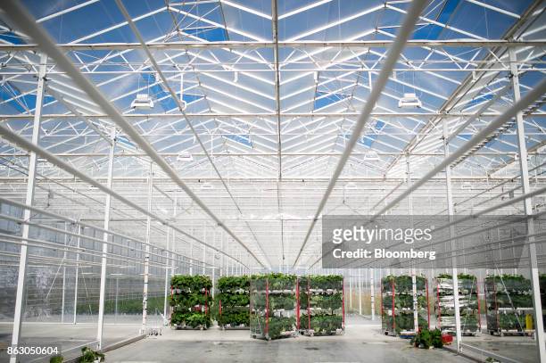 Racks of cucumber plants stand at the Roelands Plant Farms Inc. Greenhouse in Lambton Shores, Ontario, Canada, on Tuesday, Oct. 10, 2017. Roelands...