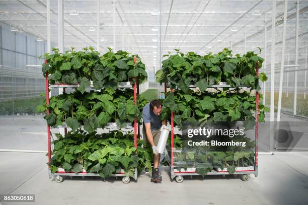 Worker uses plastic wrap to secure cucumber plants on a rack at the Roelands Plant Farms Inc. Greenhouse in Lambton Shores, Ontario, Canada, on...