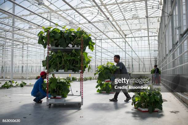 Workers place cucumber plants on a rack at the Roelands Plant Farms Inc. Greenhouse in Lambton Shores, Ontario, Canada, on Tuesday, Oct. 10, 2017....