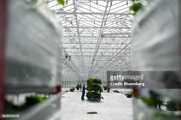 Worker moves a rack of cucumber plants at the Roelands Plant Farms Inc. Greenhouse in Lambton Shores, Ontario, Canada, on Tuesday, Oct. 10, 2017....