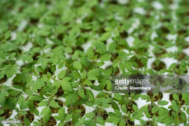 Seedling plants are seen at the Roelands Plant Farms Inc. Greenhouse in Lambton Shores, Ontario, Canada, on Tuesday, Oct. 10, 2017. Roelands Plant...