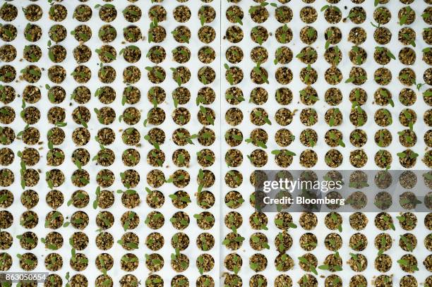 Seedling plants are seen at the Roelands Plant Farms Inc. Greenhouse in Lambton Shores, Ontario, Canada, on Tuesday, Oct. 10, 2017. Roelands Plant...