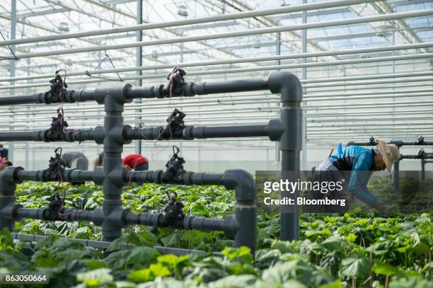 Worker inspects plants at the Roelands Plant Farms Inc. Greenhouse in Lambton Shores, Ontario, Canada, on Tuesday, Oct. 10, 2017. Roelands Plant...