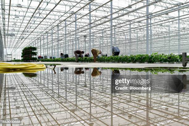 Workers inspect plants at the Roelands Plant Farms Inc. Greenhouse in Lambton Shores, Ontario, Canada, on Tuesday, Oct. 10, 2017. Roelands Plant...