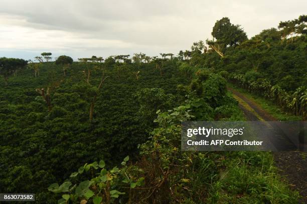 Picture taken at a coffee plantation in El Boqueron, just northwest of San Salvador, on October 13, 2017. Coffee crops in Latin America, one of the...