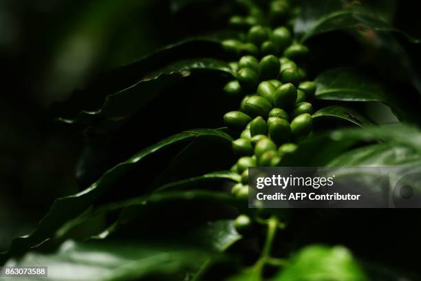 Picture of coffee beans taken at a plantation in El Boqueron, just northwest of San Salvador, on October 13, 2017. Coffee crops in Latin America, one...