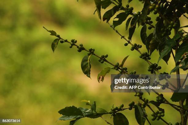 Picture of a coffee plant taken at a plantation in El Boqueron, just northwest of San Salvador, on October 13, 2017. Coffee crops in Latin America,...