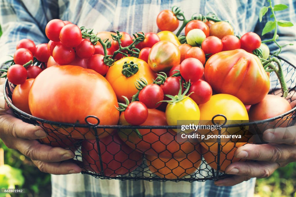 Colorful Organic Tomatoes in Farmers Hands. Fresh Organic Red Yellow Orange and Green Tomatoes in Basket.