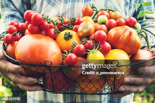 Colorful Organic Tomatoes in Farmers Hands. Fresh Organic Red Yellow Orange and Green Tomatoes in Basket. Colorful Organic Tomatoes in Farmers Hands. Fresh Organic Red Yellow Orange and Green Tomatoes in Basket.
