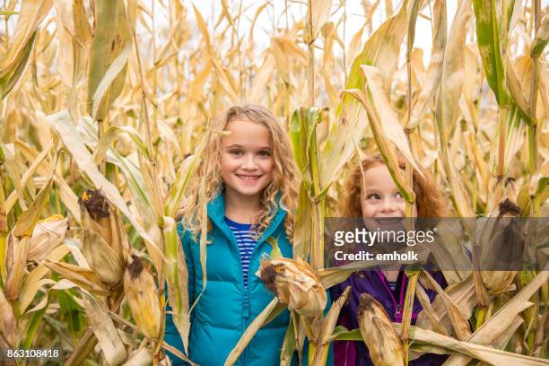two young girls in corn field - corn maze stock pictures, royalty-free photos & images