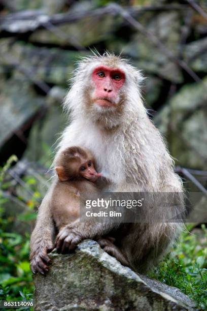 macaque monkey with baby, jigokudani monkey park, japan - female animal stock pictures, royalty-free photos & images