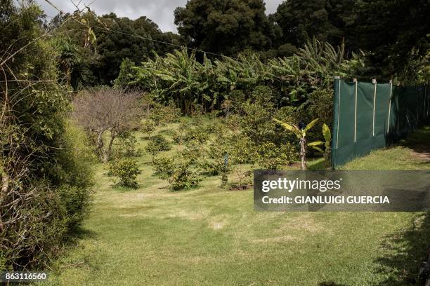 This picture shows some coffee plants of the small Farm's Lodge coffee plantation on October 19, 2017 in the British Overseas Territory of Saint...