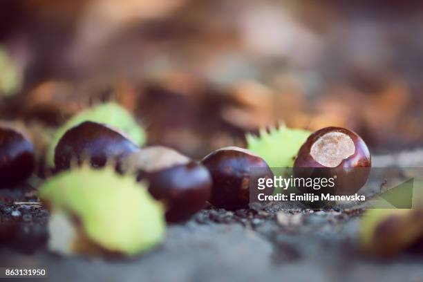 fallen autumn leaves, conkers and conker shells - kastanje vrijetijdsspel stockfoto's en -beelden