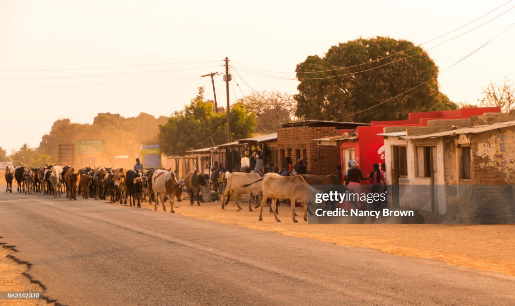 African Herdsman Herding Cows Down Main Street in Village of Salima in Malawi