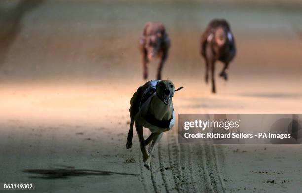 Geelo Zip before winning the Angel of the North Oaks Final Race seven at Newcastle during the William Hill All England Cup Festival at Newcastle...