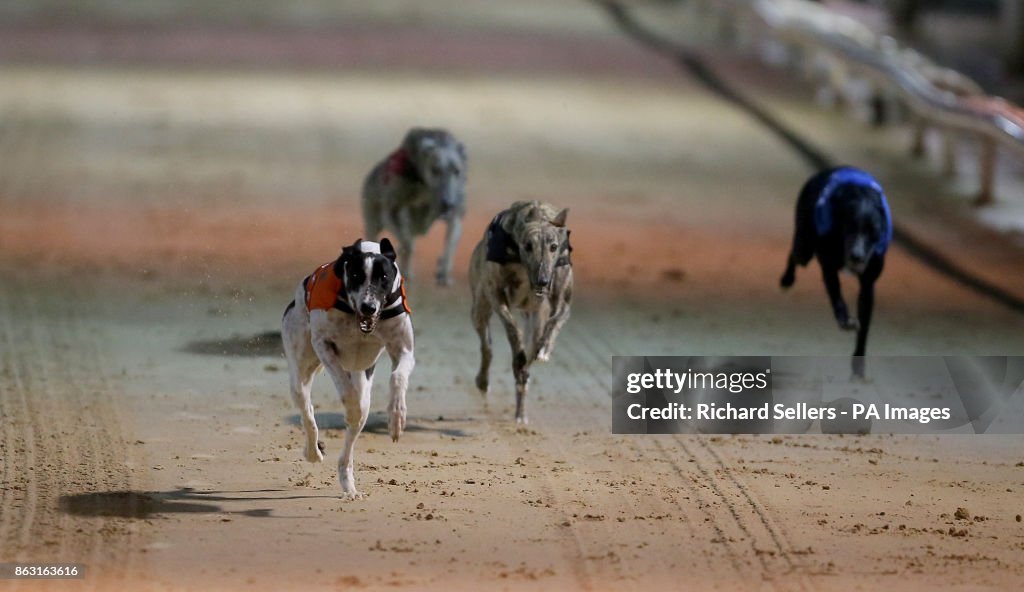 William Hill All England Cup Festival - Newcastle Greyhound Stadium