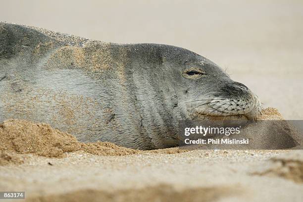 An endangered Hawaiian Monk seal spends a second day napping on a beach near Banzai Pipeline on the North Shore of Oahu June 27, 2002 at Sunset...