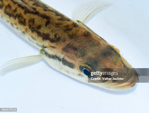 black bass (micropterus salmoides) - freshwater sunfish stock pictures, royalty-free photos & images