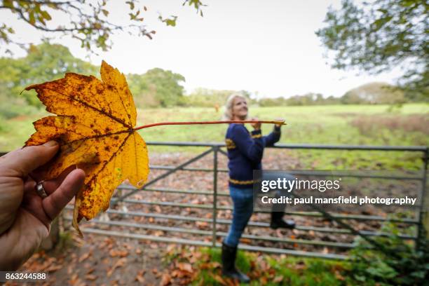 surreal image of lady holding giant leaf - optische täuschung stock-fotos und bilder