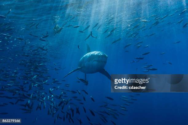 grote witte haai - ray fish stockfoto's en -beelden