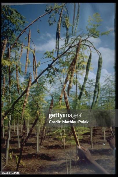 La graine qui purifie l'eau : plantation de moringa oleifera qui a la particularitÃ© de purifier l'eau.