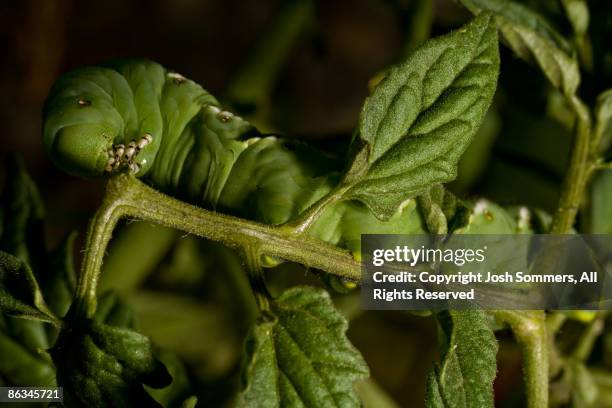 tomato hornworm sphinx moth caterpillar - sphinx moth stock pictures, royalty-free photos & images