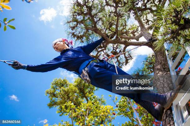 Tree Pruning Ladder Photos and Premium High Res Pictures - Getty Images