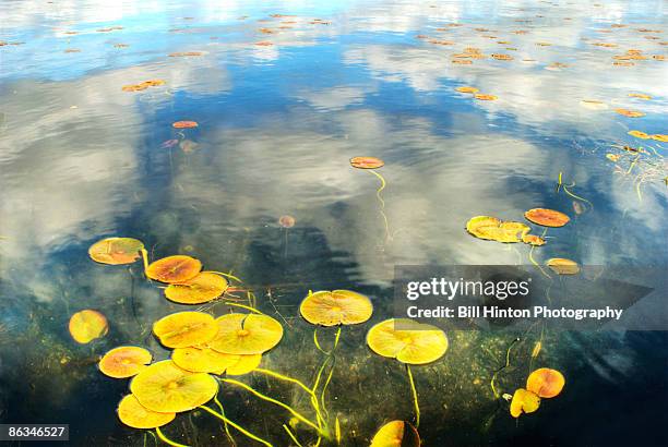 lily pads - bill hinton stock pictures, royalty-free photos & images