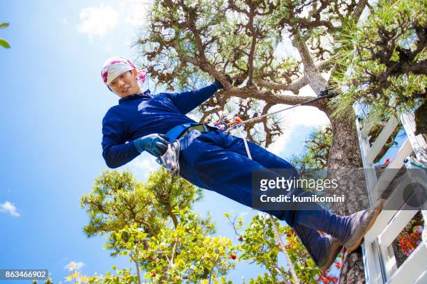 young japanese gardener pruning pine tree - landscape architect stock pictures, royalty-free photos & images
