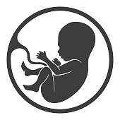 Prenatal human child with placenta silhouette