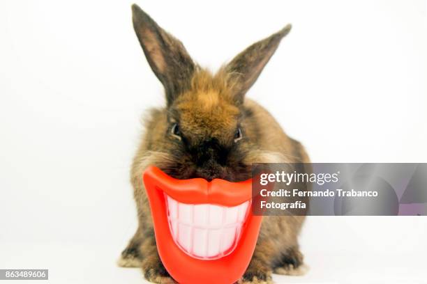 rabbit with smile and open mouth showing teeth - animal lips stock-fotos und bilder