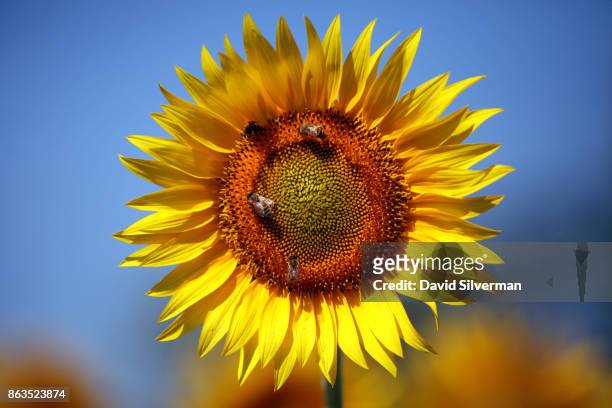 July 26: Sunflowers, Girasoli in Italian which translates as ‘Turn to the Sun’, are seen on July 26, 2015 near Siena in the Tuscany region of Italy....