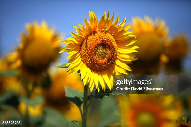 July 26: Sunflowers, Girasoli in Italian which translates as ‘Turn to the Sun’, are seen on July 26, 2015 near Siena in the Tuscany region of Italy....