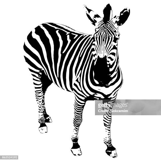 ilustraciones, imágenes clip art, dibujos animados e iconos de stock de ilustración de cebra africana salvaje sobre fondo blanco - zoo animals black and white clip art