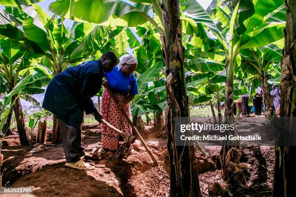 Kirinyaga, Kenya A male and a female farmer work on a field of a farm on which plants grow with the support of the irrigation system of local farming...