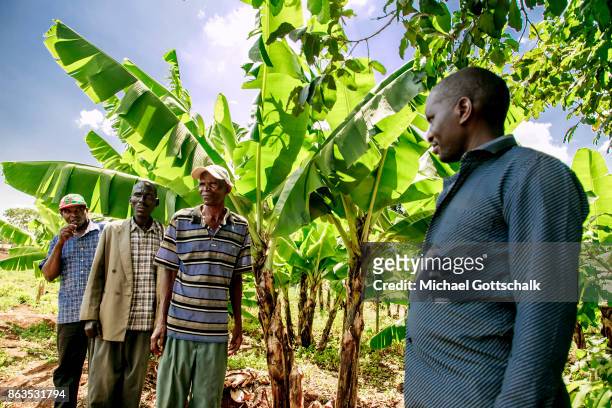 Kirinyaga, Kenya Farmers next to a banana plant on a field of a farm on which plants grow with the support of the irrigation system of local farming...