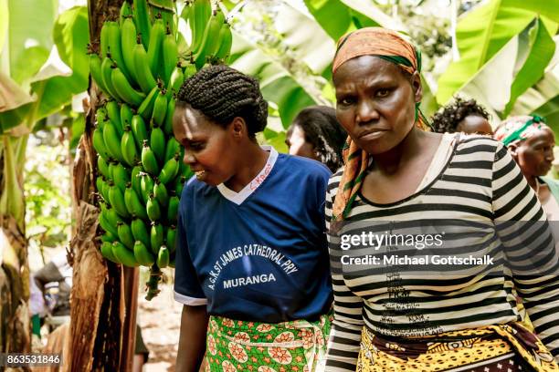 Kirinyaga, Kenya Female Farmers on the field of a farm on which plants grow with the support of the irrigation system of local farming cooperative...