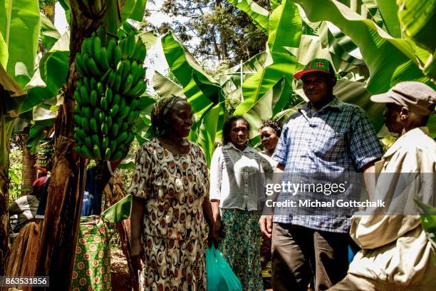 Kirinyaga, Kenya Farmers on the field of a farm on which plants grow with the support of the irrigation system of local farming cooperative Mitooini...