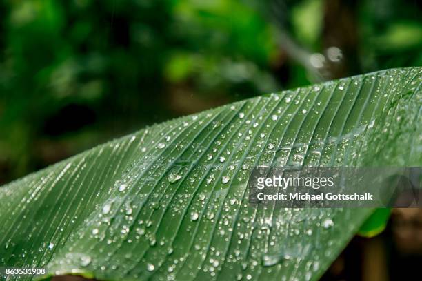 Kirinyaga, Kenya Water drops on the leave of a banana plat at the field of a farm on which plants grow with the support of the irrigation system of...