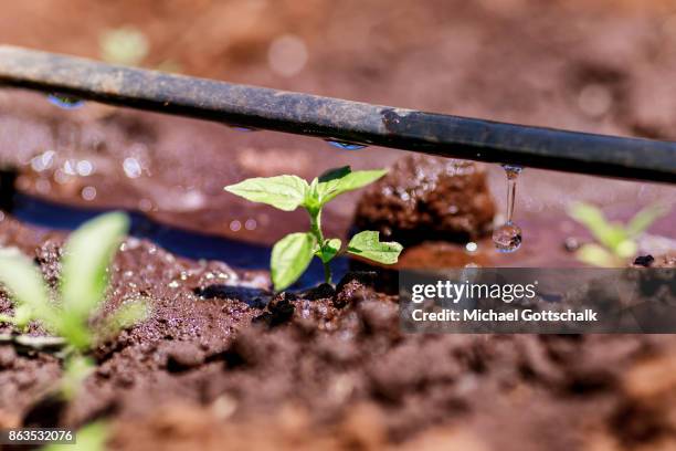 Kirinyaga, Kenya The field of a farm on which plants grow with the support of the irrigation system of local farming cooperative Mitooini The field...