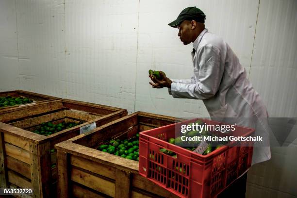 Thika, Kenya A worker stores avocados at environmentally friendly and renewable biogas energy generation in the Thika area at an avocado oil mill of...