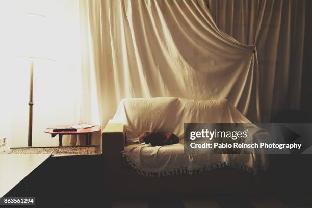 a pleasant nap. - teckel stock pictures, royalty-free photos & images