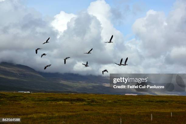 Group of greylag goose flying through Hroarstunga East Iceland