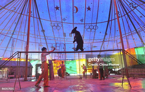 Black bear performs by walking on a single-plank bridge during a performance at the Shenyang World Expo Park, as part of celebrations of the May Day...