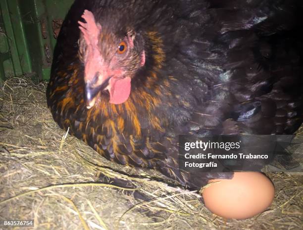 hen and egg - broeden stockfoto's en -beelden