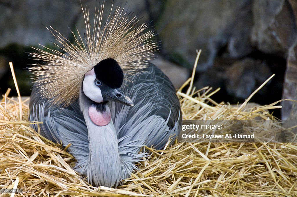 Respite Bird