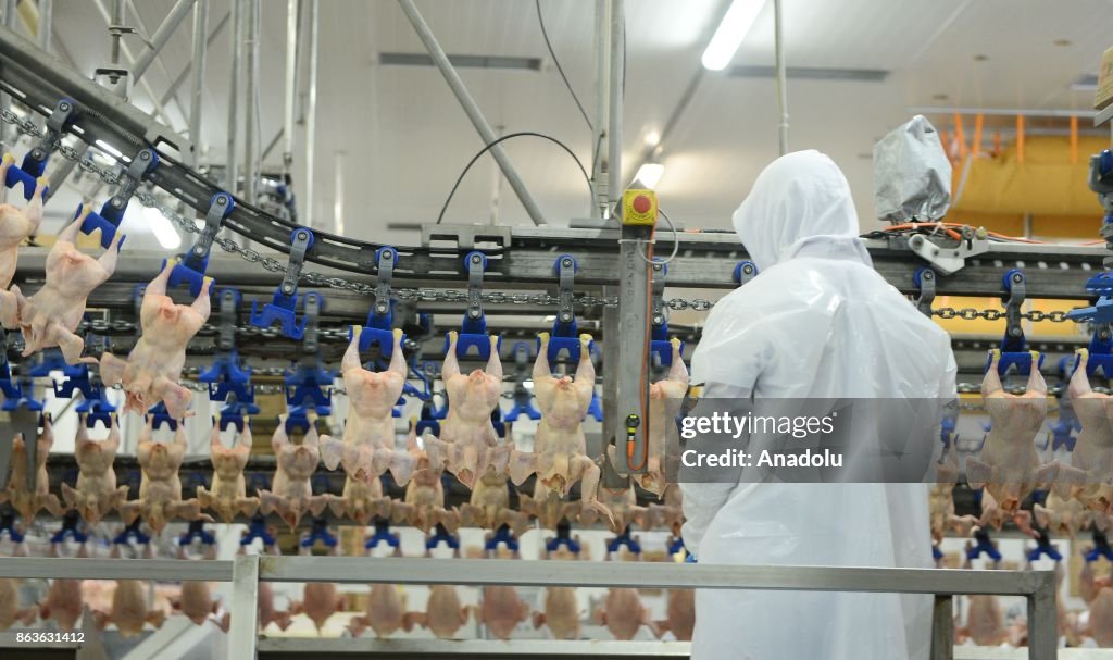 Chicken meat production in Turkey's Usak