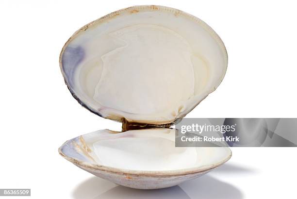 open clam shell - schelpdier dier stockfoto's en -beelden