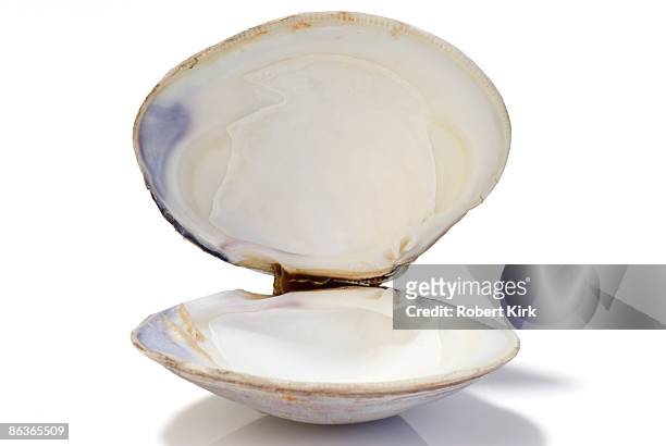 open clam shell - clams stock pictures, royalty-free photos & images